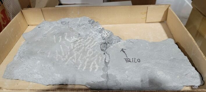 Partially Prepared Platycrinites Crinoid - Crawfordsville, Indiana #243465